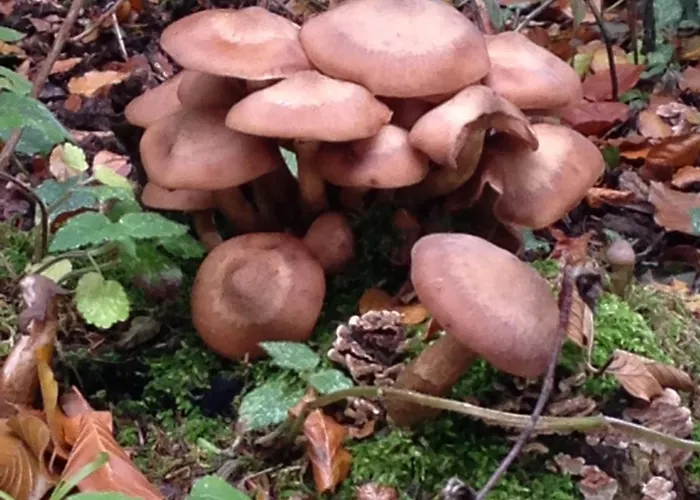 Waldhotel Porta Westfalica